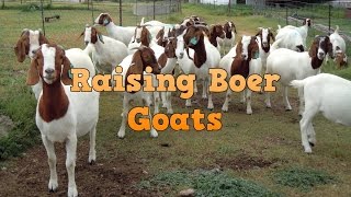 ... , get more info: http://tinyurl.com/raisingboergoats