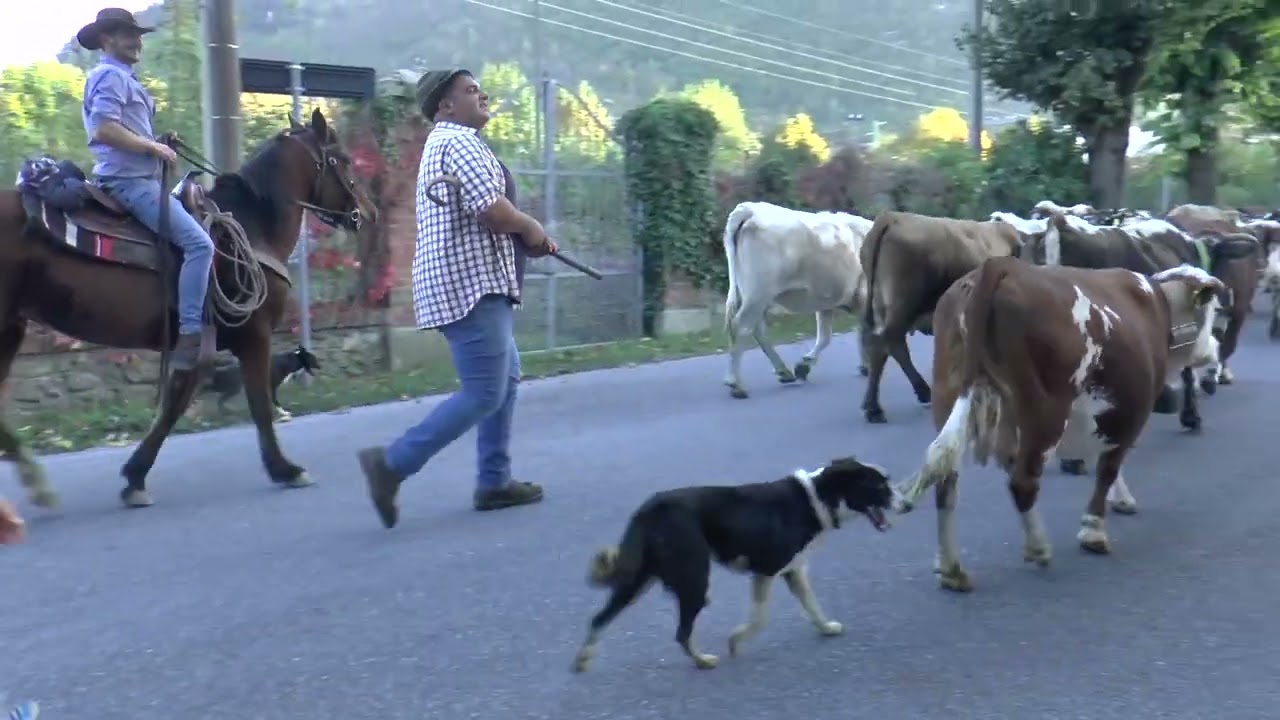 Garessio 22 10 2022   Non solo transumanza