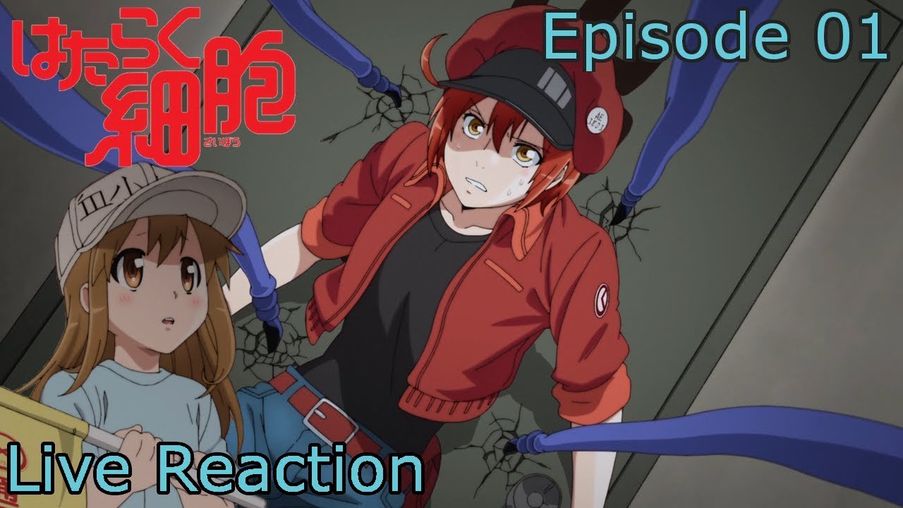 [Live Reaction] Hataraku Saibou Episode 1 - YouTube