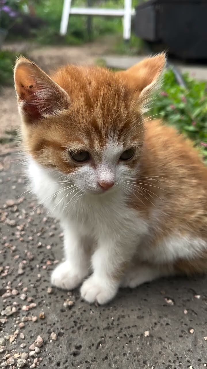 C magnifique vidéo chat
