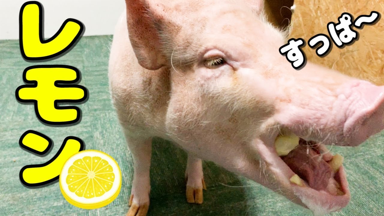 ミニブタつくね、夏バテ防止でレモンを頬張る！！その表情は？
