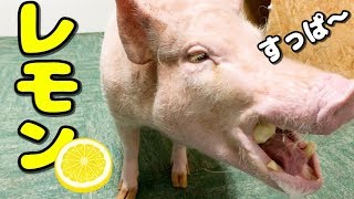 ミニブタつくね、夏バテ防止でレモンを頬張る！！その表情は？
