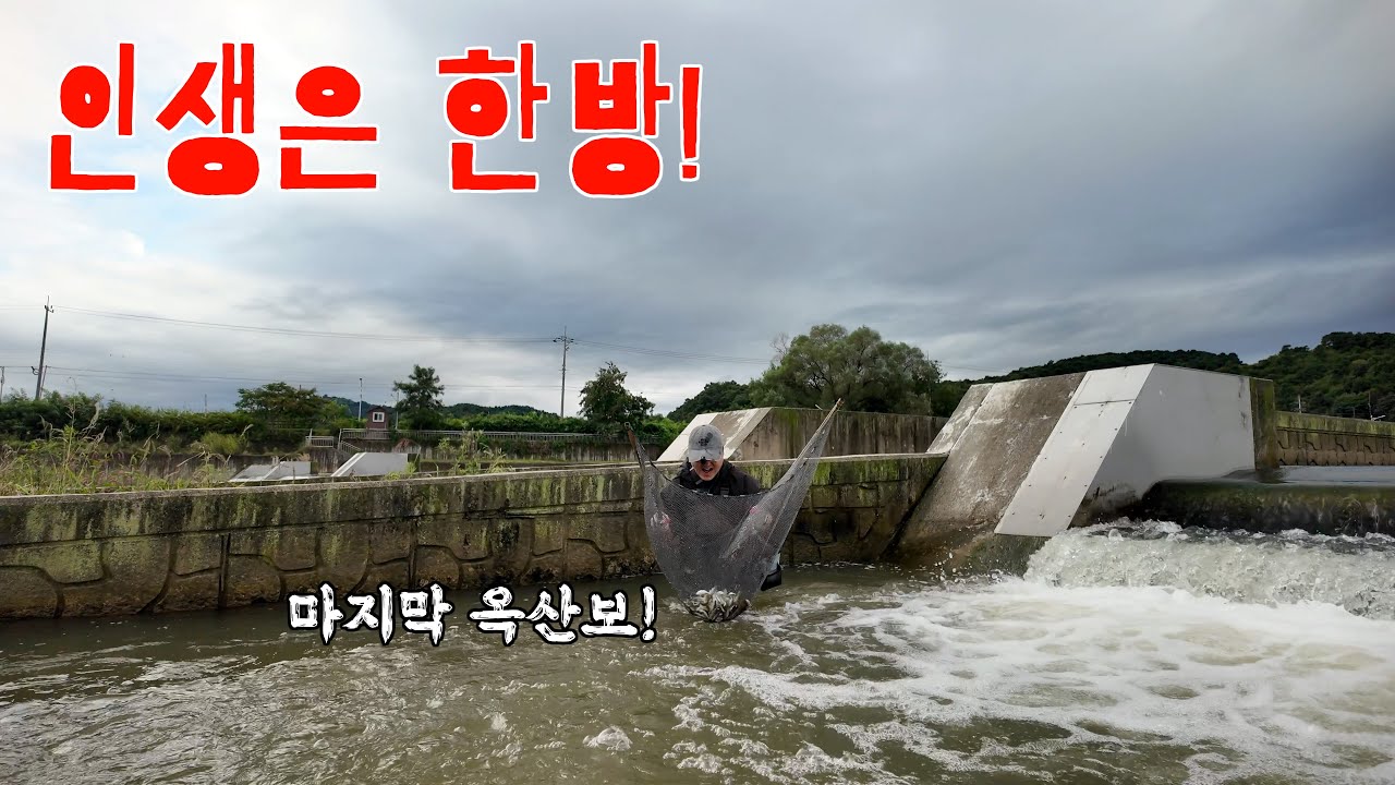 족대 한방에 쏘가리 4마리가! 밤새 비가 왔으니 어쩔 수 없습니다!