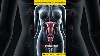 Female Reproductive System Explained