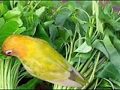 Manfaat Kangkung Untuk Lovebird Meningkatkan Birahi Lovebird