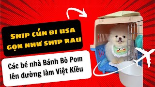 Ship cún đi USA gọn lẹ như ship rau, Bánh Bò Pom ship liên tục 3 bé phốc sóc đi Mỹ trong một tuần…
