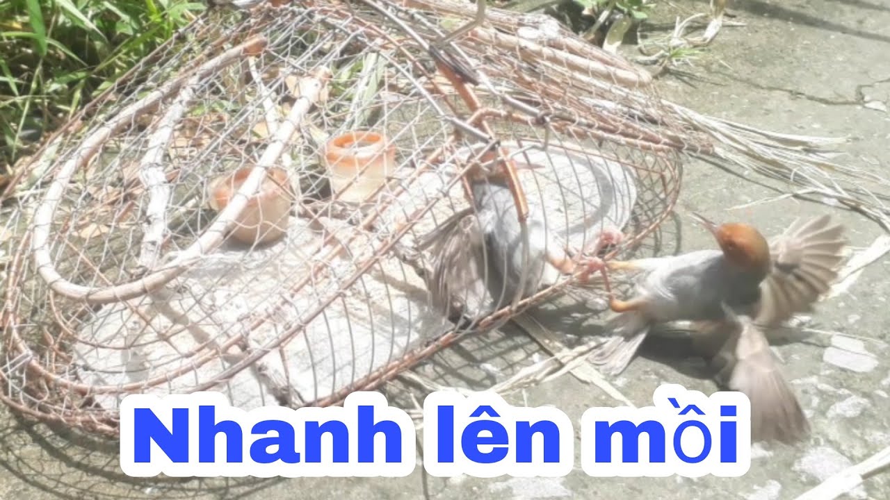 Mẹo chọn chim sâu đầu đo nuôi nhanh lên theo cách của mình