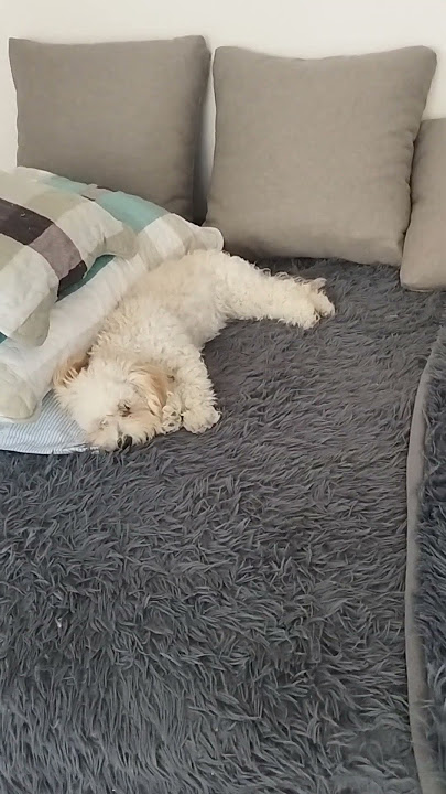 Mrvica odmara popodnevna dremka