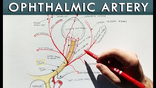Ophthalmic artery and its branches | Anatomy tutorial