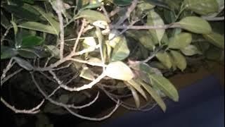 masyaallah !!! suara misteri pohon nangka bikin terheran heran #suara belalang