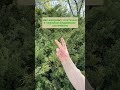 СЕКРЕТ МІЦНОГО СЕРЦЯ