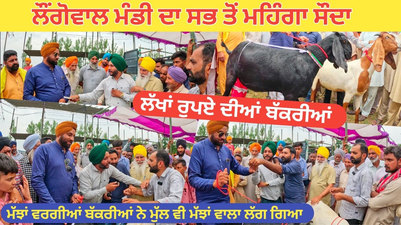 ਮੱਝਾਂ ਵਰਗੀਆਂ ਬੱਕਰੀਆਂ ਮੁੱਲ ਲੱਖਾਂ ਚ । Longowal bakra mandi goats | goat #goat  #goats @iltilanadhuri
