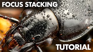 Focus Stacking in Macro Photography - Beginner Tutorial