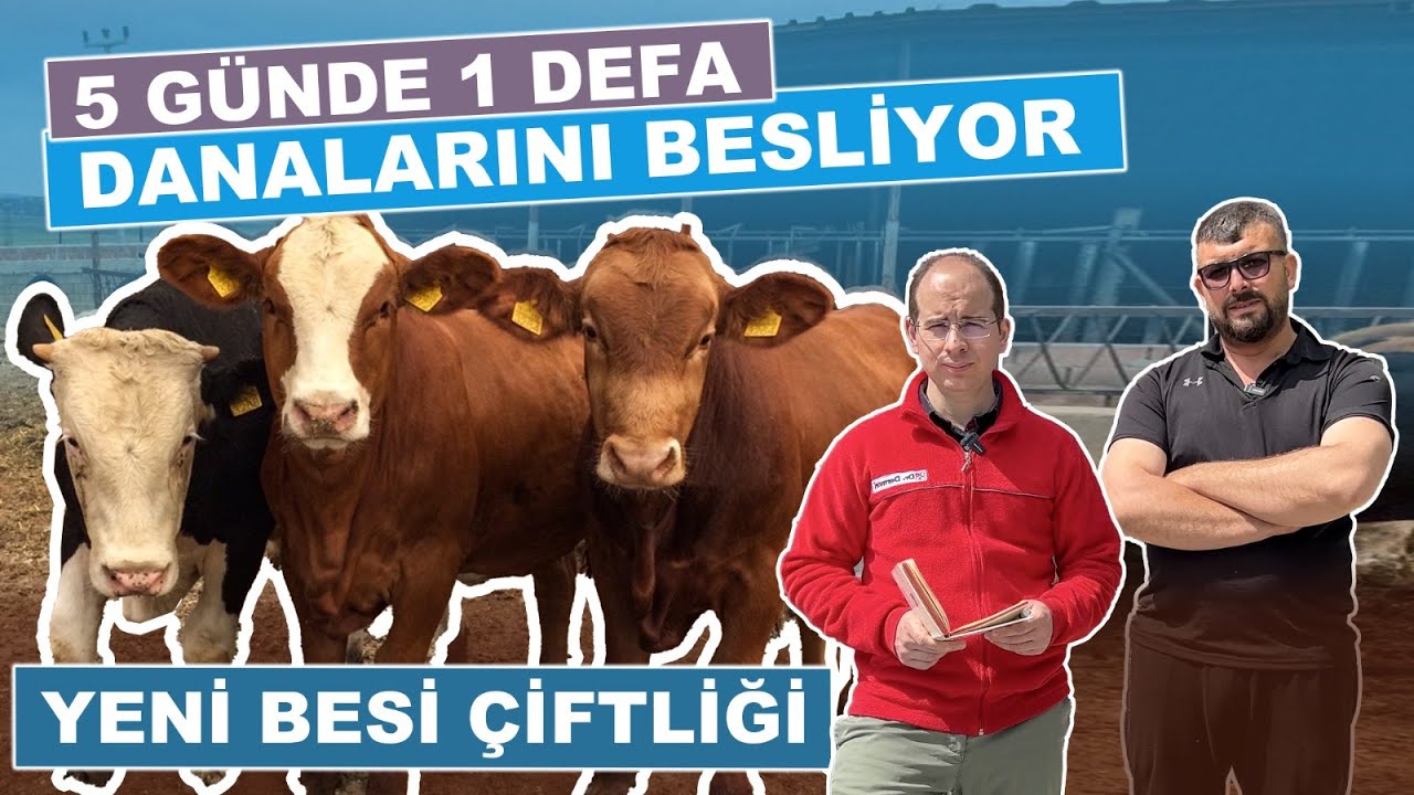 5 Günde 1 Defa Danalarını Besliyor | Yeni Besi Çiftliği