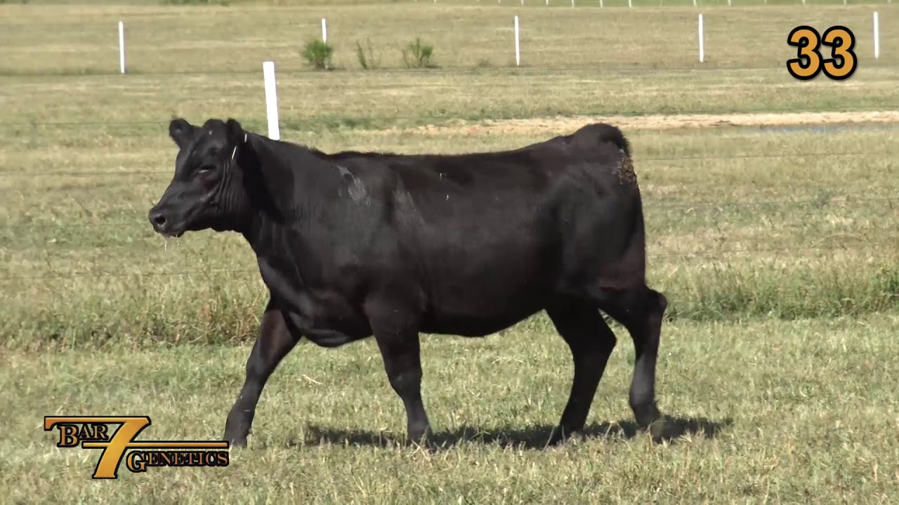 Black Angus Bar 7 Genetics Lot 33