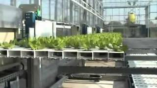 Hydroponic Lettuce Automation