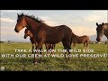 Take a walk on the wild side with Challis-Idaho Wild Horses