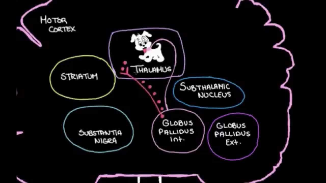 Khan Academy The Basal Ganglia Details of the Indirect Pathway YouTube