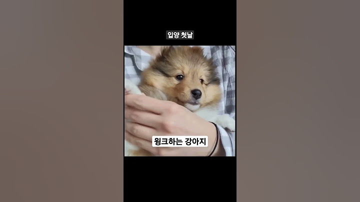 입양 첫날 너무 귀여운 강아지 🤎