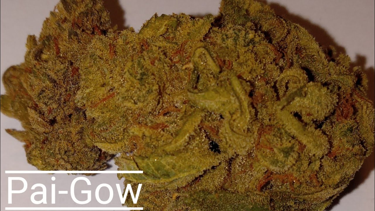 #6 Pai-Gow(Official Review) Curaleaf