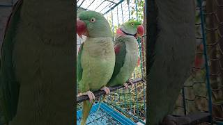 mithu rest time 💖🦜🦜😘🎉🤗#shortvideo#talkingparot#parrot#funny#nonstoptalkingparrot#viralvideo