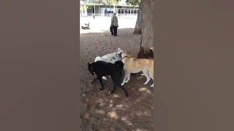 Black dog left out
