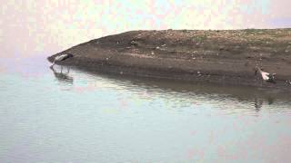 The Birds Of Kundawada Lake In Dawanagere - 3 By M. Nanjundaswami