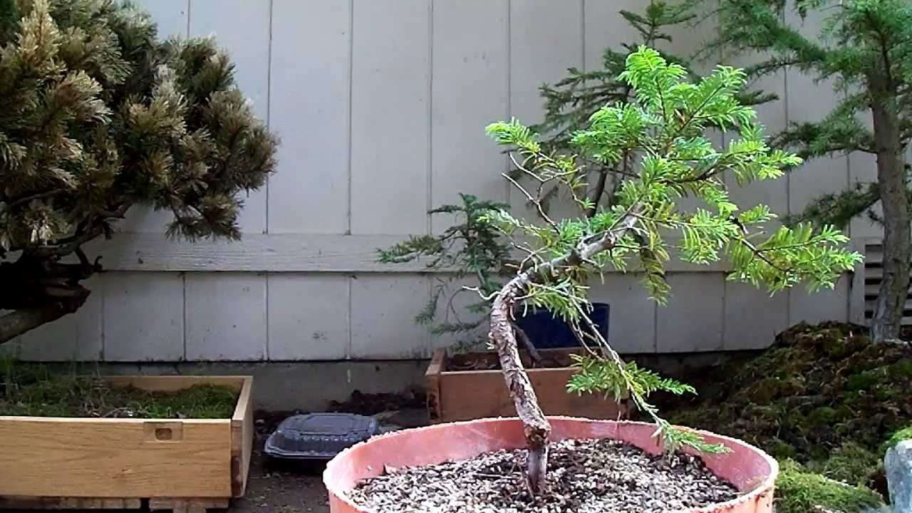 Pre-Bonsai Eastern Hemlock #2 Yamadori (Tsuga Canadensis)