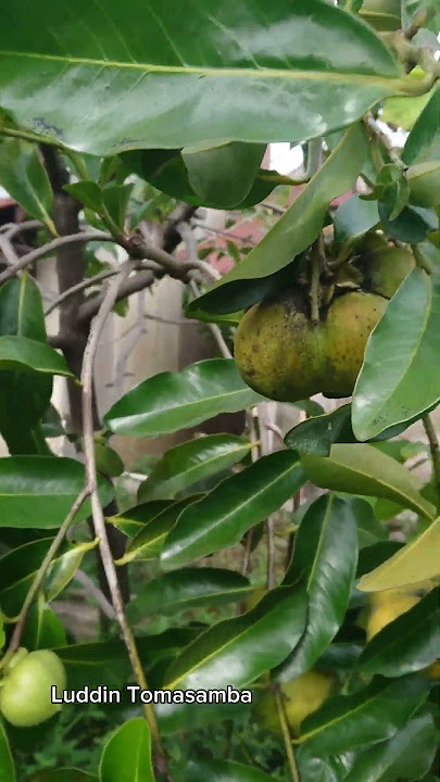 Buah langkah, sudah ada di masamba #video #masamba #shortvideo #fypyoutube #luwuutara #blacksapote
