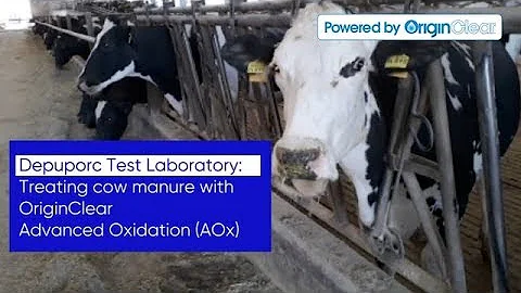 Clear Water Emerges from Cow Manure