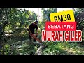 Bukan mudah kerja sebagai penebang pokok..