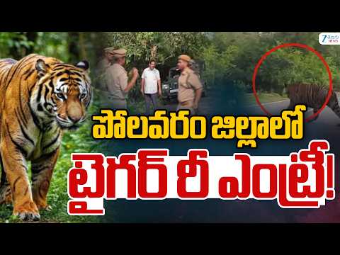 Tiger Tension In Polavaram | పోలవరం జిల్లాలో టైగర్ రీ ఎంట్రీ | ZEE Telugu News