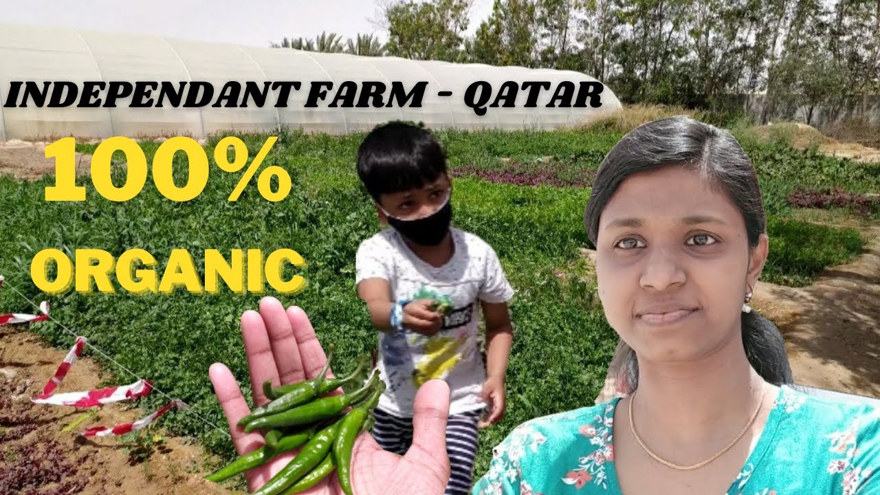 Vlog 21 Independent Vegetable Farm in Qatar 100 Organic Farm