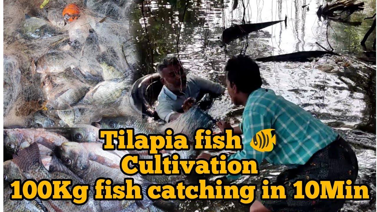 തിലാപ്പിയ Tilapia fishing in kerala tilapia fishing kerala fishingkerala uthradamnursery