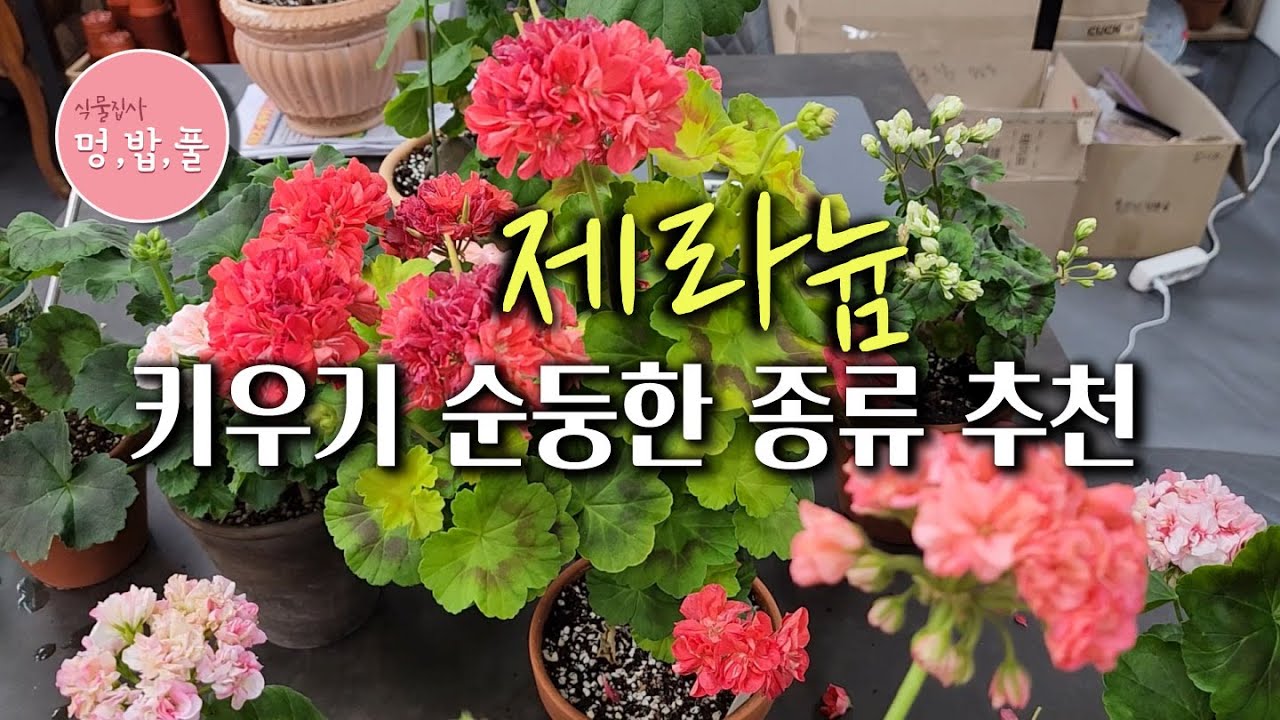 제라늄,키우기쉬운 제라늄 #제품구입은 아래 '더보기'에 있어요