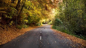 Leaves falling on the road from tree, Relaxing Video, Satisfying Video, Meditation, TriAngle