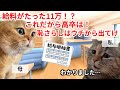 【スカッと猫ミーム】「月収11万の恥さらしは出ていけ」高卒の私を追い出す両親の悲惨な末路 #猫マニ #猫ミーム