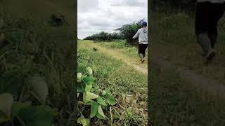 Hapir Aja Lepas.bg Bob Untung Aja.