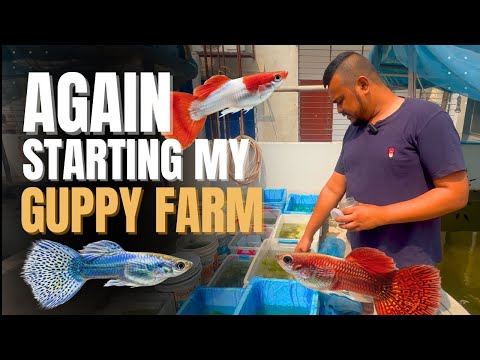 Recovering my Guppy Farm from Disaster 😭