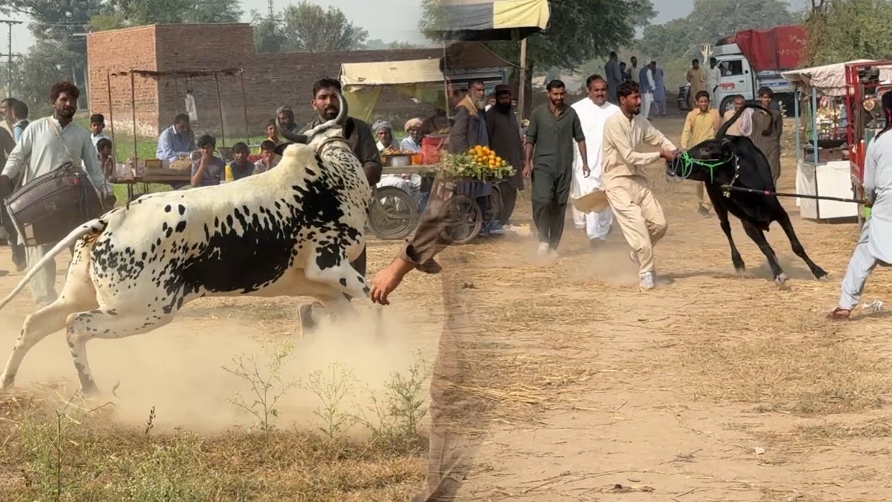 New Bull Race آندری داند نیو فراڈیا باری داند نواب چوہدری تنویر جٹ دا حاجی اظہر جیٹانہ دا