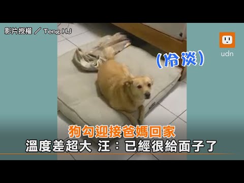 狗勾迎接爸媽回家 溫度差超大 汪：已經很給面子了｜狗｜毛孩