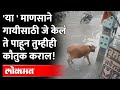 Punjab Cow Incident : गायीला शॉक लागला.. या माणसाने जे केलं ते पाहून सगळेचं कौतुक करतायत..