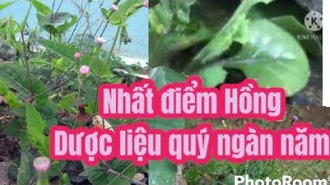 Cây nhất điểm Hồng dược liệu ngàn năm | chữa Amiđan, mụn nhọt, viêm đường hô hấp