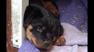 We pick up our Rotti puppy from the breeder