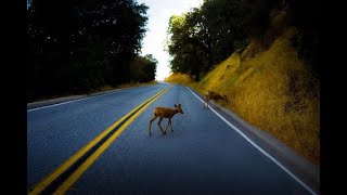 Wildlife Corridors: Helping Wildlife and People Move Safely