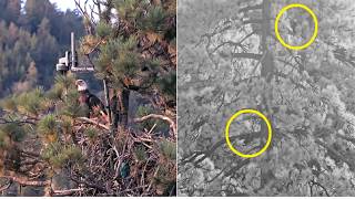 KD1 IS NOW OFFICIALLY NAMED KAYDEE 💕 CUTE NEST CHECK BEFORE RETURNING TO ROOST TREE & SHADOW 8.18.26