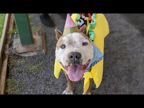 Vidéo: Happy DOGust! 3 façons de célébrer l'anniversaire universel des animaux de refuge