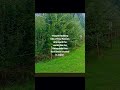 Tiny Forests In Japan #youtubeshorts #shorts #ai #tree #trees #human #warzone #humanity #chatgpt