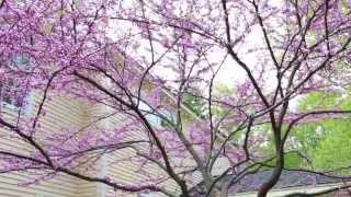 6 Bayridge Road video tour