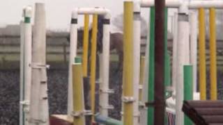 Mason - Molly - Flatwork